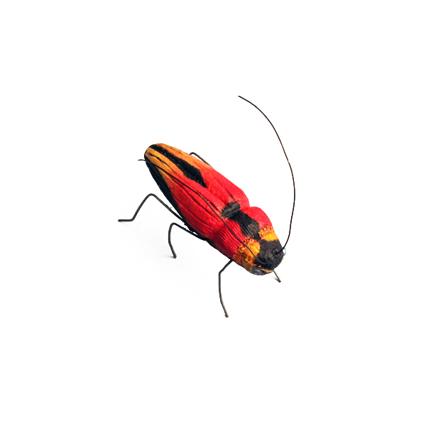 UravitchA_Beetle2_s