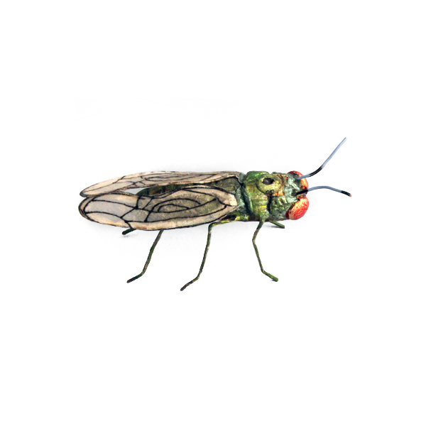 Andrea Uravitch, Housefly