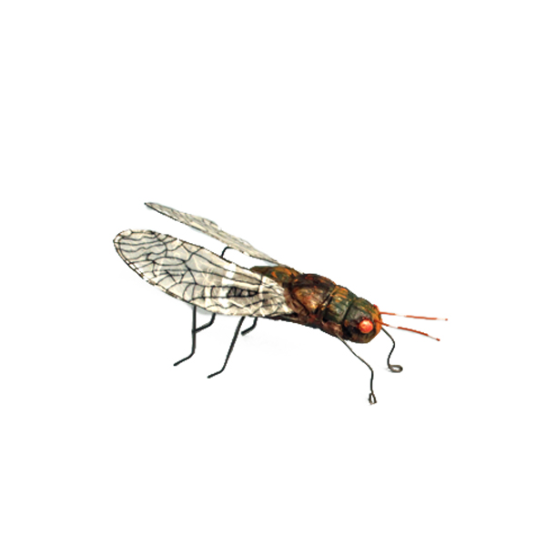 UravitchA_Insect3_s