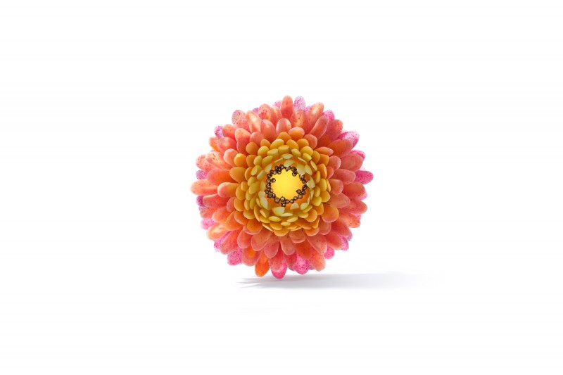 Spiced Flower-sunshine 4×6